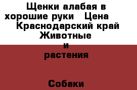 Щенки алабая в хорошие руки › Цена ­ 1 - Краснодарский край Животные и растения » Собаки   